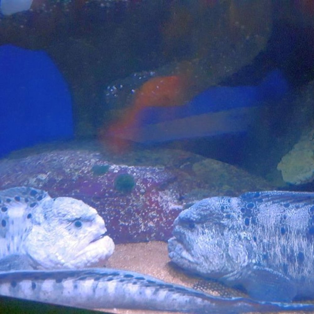 2 EELS ~ 8" X 10" Photography